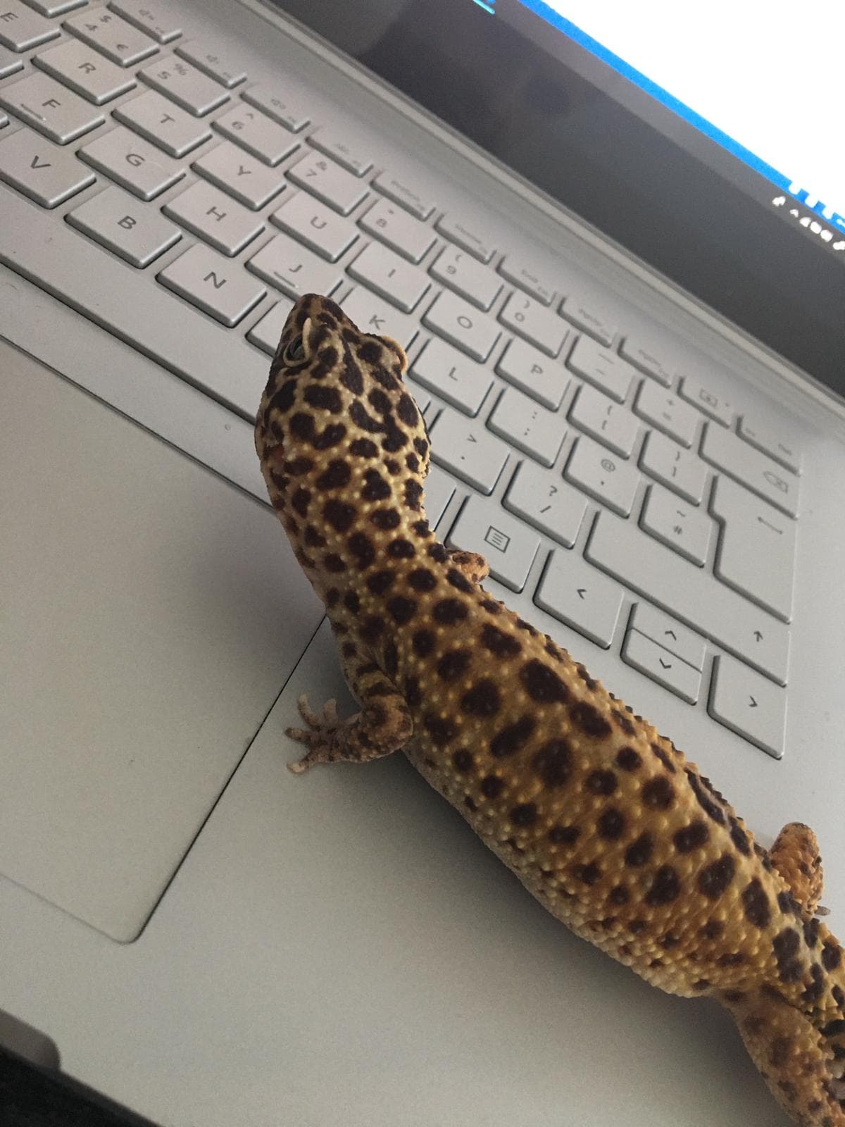 Animal Management lecturer Stacey has a leopard gecko while remote working